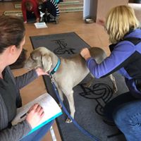 canine conditoning assessment