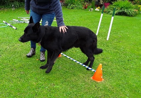 canine conditioning german shepherd