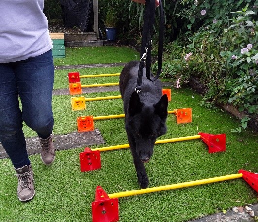 canine conditioning german shepherd