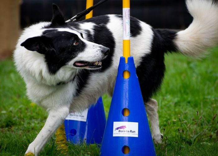 tristan flyball dog and cca conditioning client